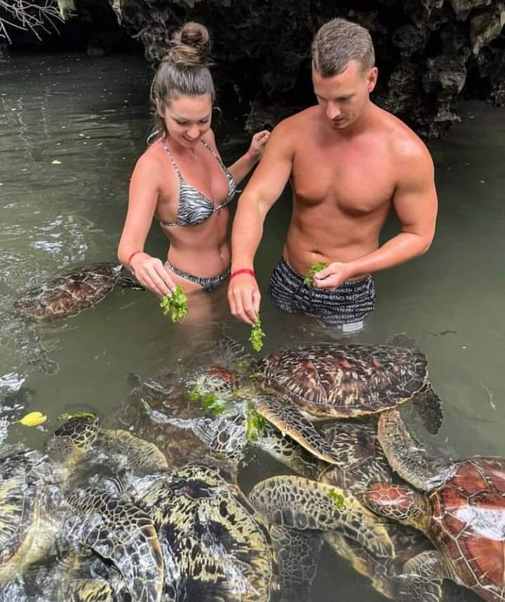Turtle Aquarium Tour Image