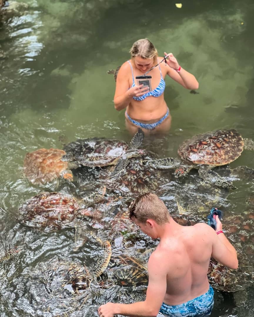 Turtle Aquarium Tour Image