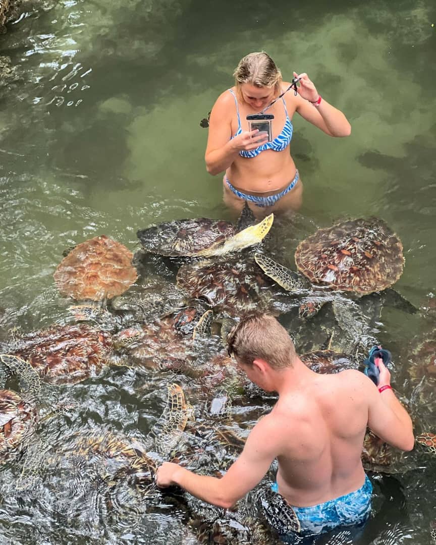 Turtle Aquarium Tour Image