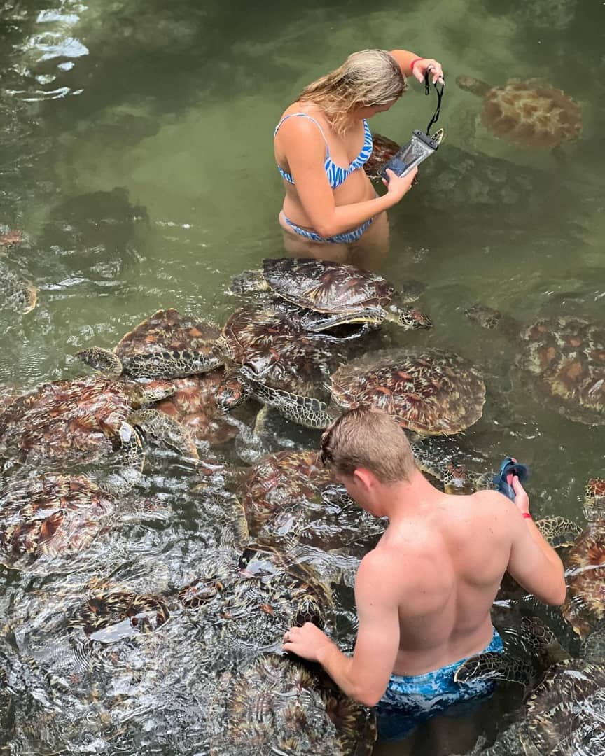Turtle Aquarium Tour Image