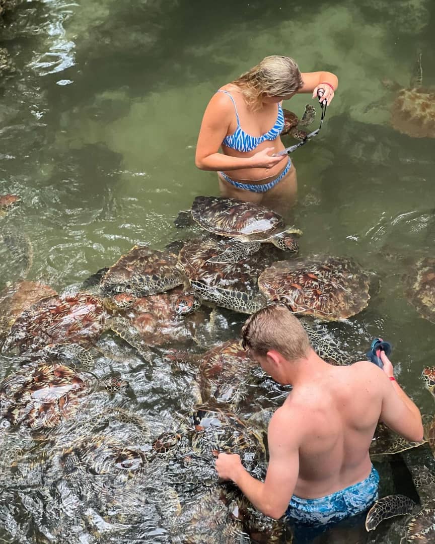 Turtle Aquarium Tour Image