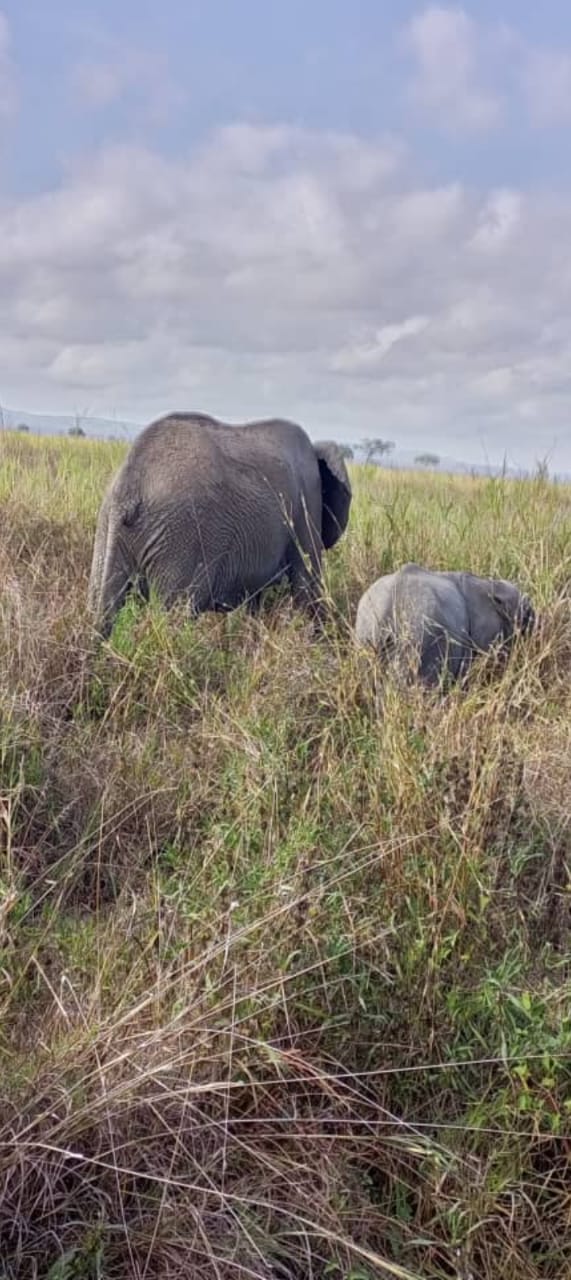 Mikumi national park Tour Image