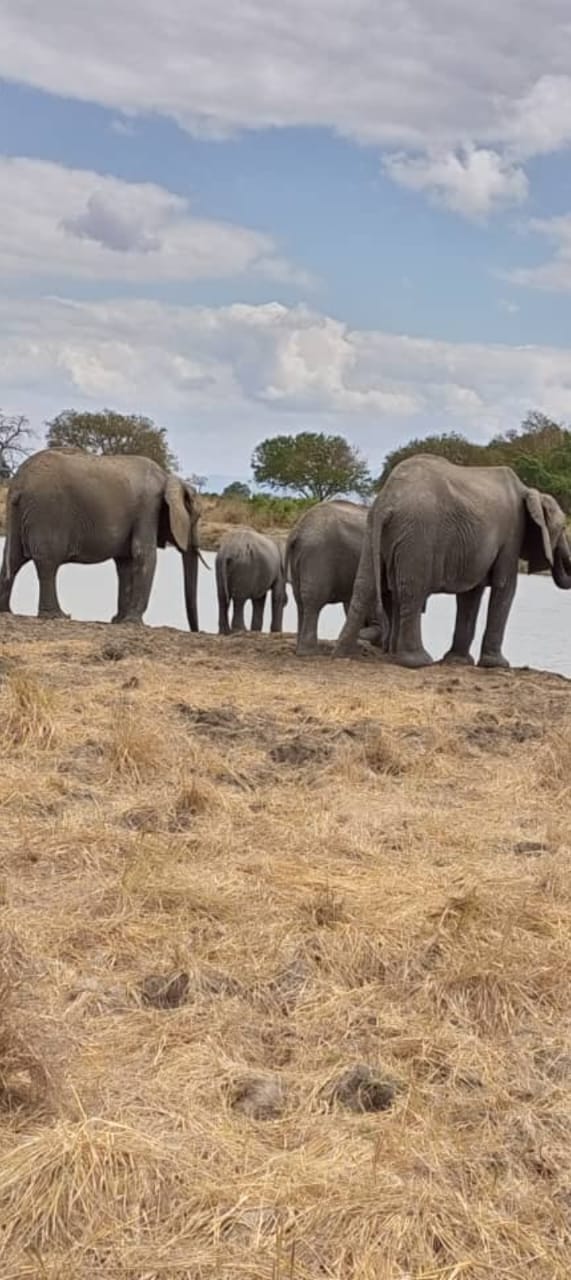Mikumi national park Tour Image
