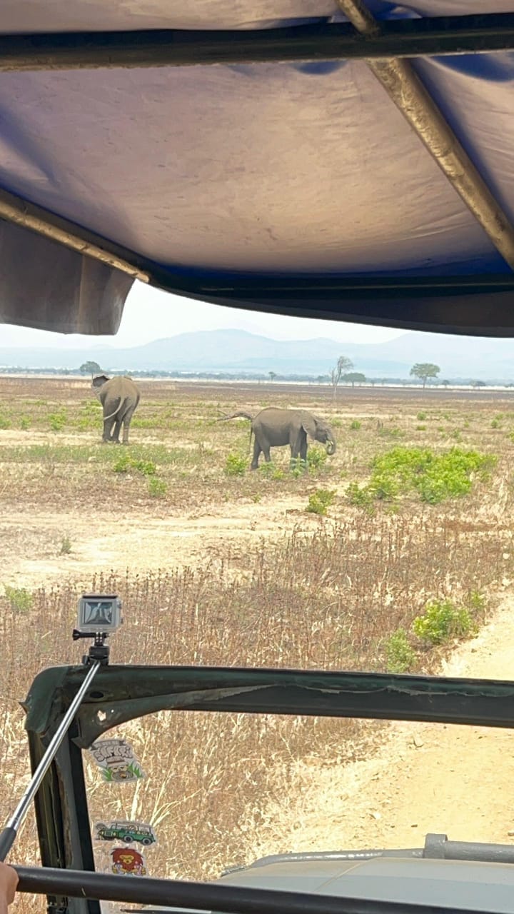 Mikumi national park Tour Image