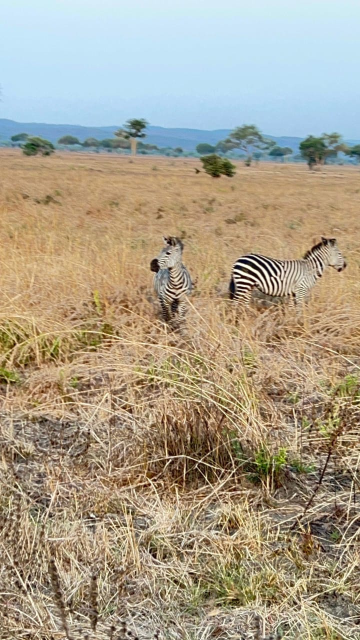 Mikumi national park Tour Image