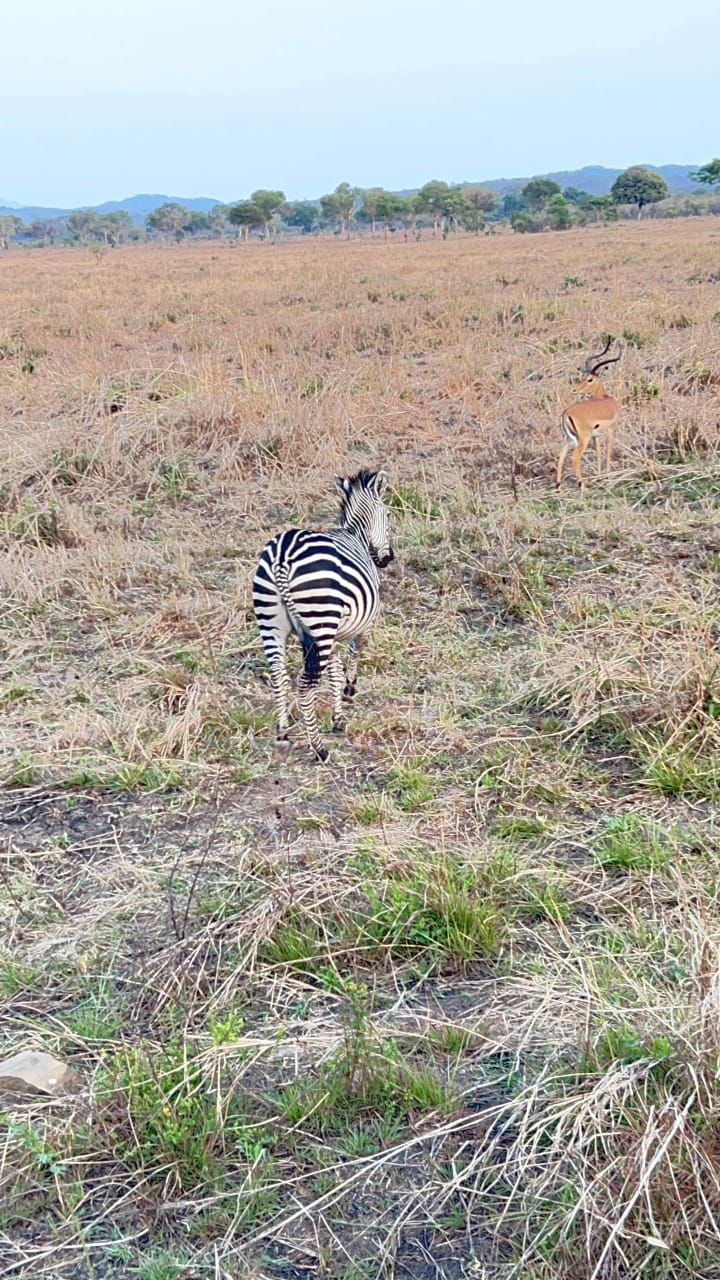 Mikumi national park Tour Image
