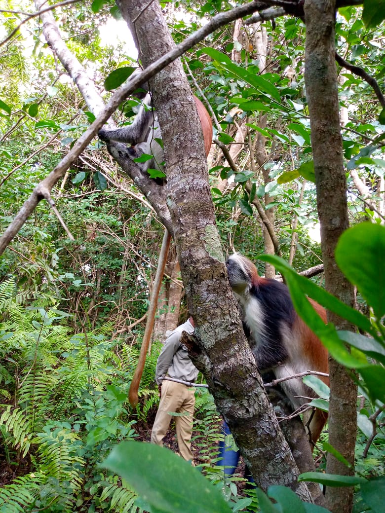 Jozan Forest Park Tour Image