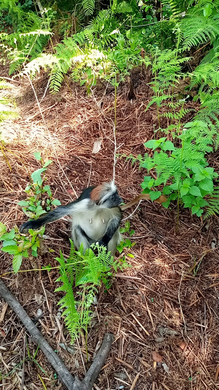 Jozan Forest Park Tour Image