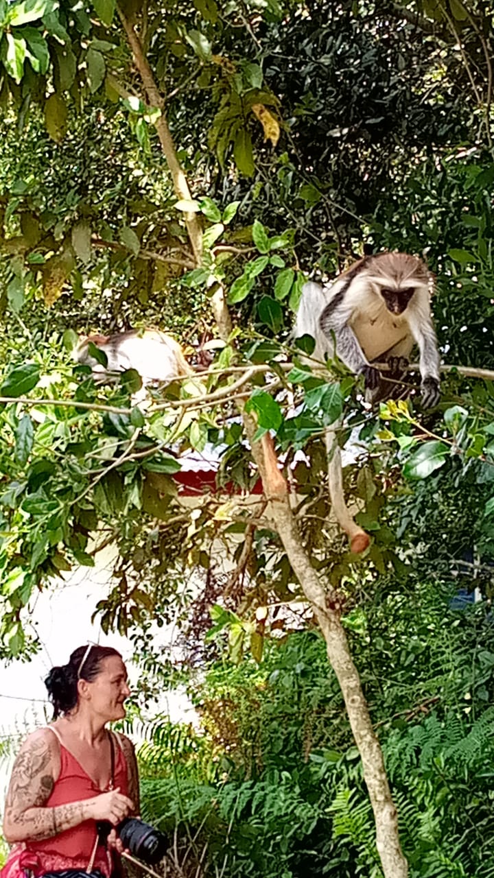 Jozan Forest Park Tour Image
