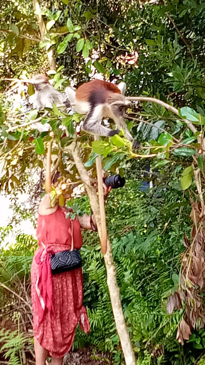 Jozan Forest Park Tour Image