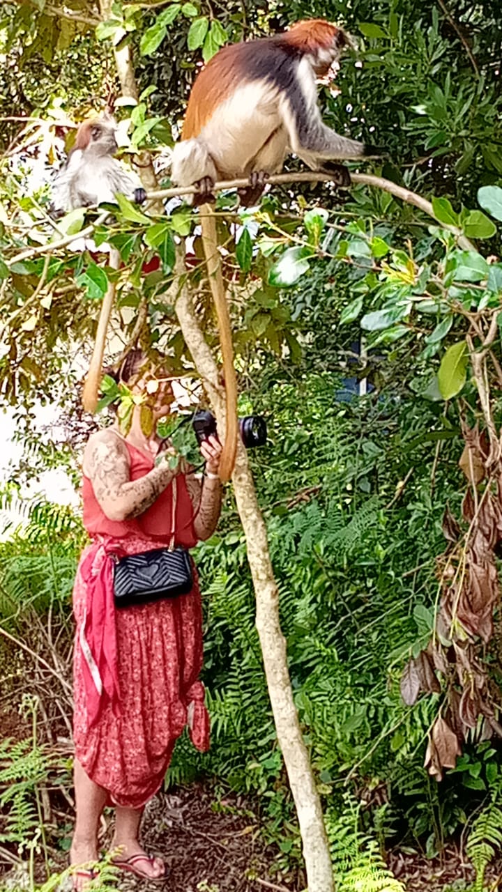 Jozan Forest Park Tour Image