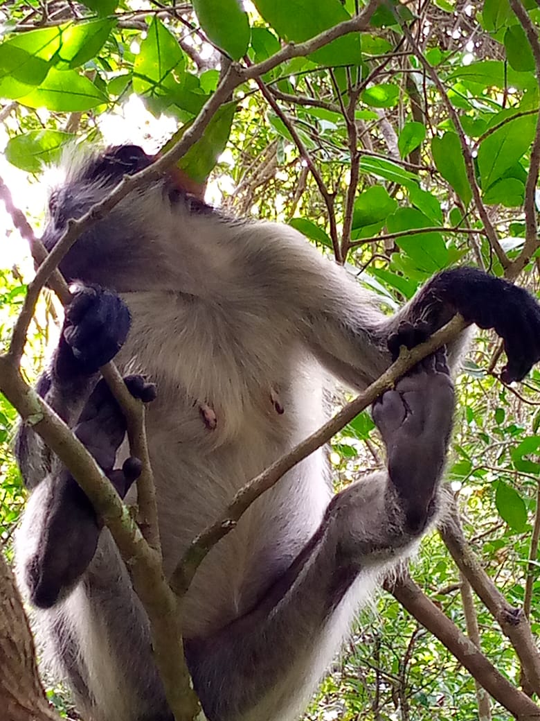 Jozan Forest Park Tour Image