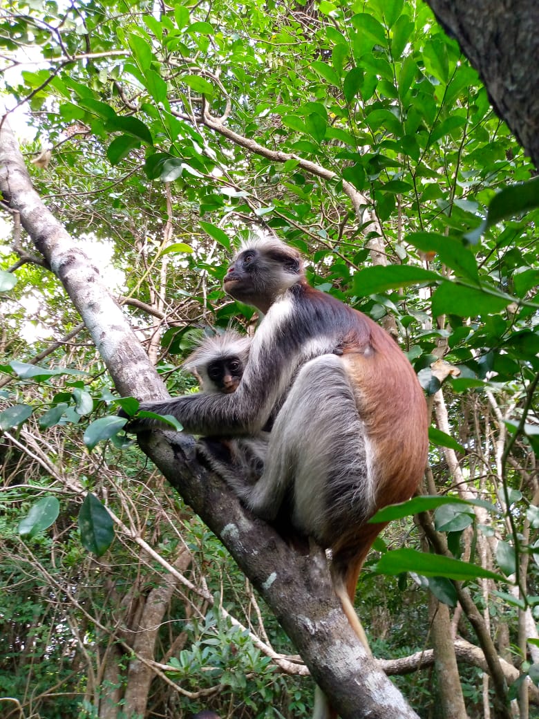 Jozan Forest Park Tour Image